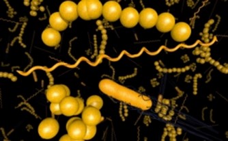 קיבוץ דפנה יפצה שני אחים בשל הרעלת Salmonella קיבוץ דפנה יפצה שני אחים בשל הרעלת Salmonella